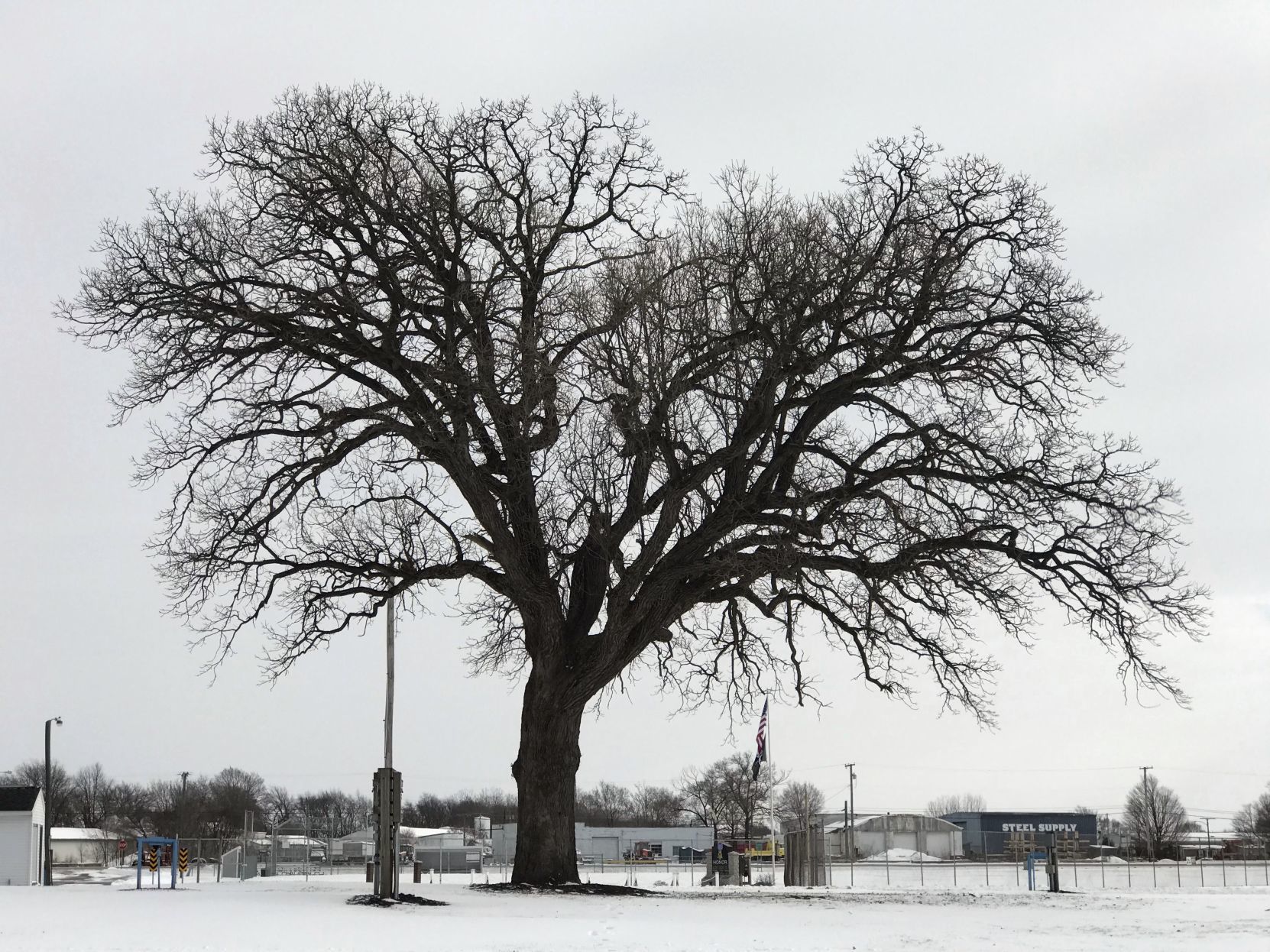 Tree in winter